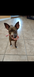 Lost Female Dog last seen Blanco and Jackson keller rd, Castle Hills, TX 78213