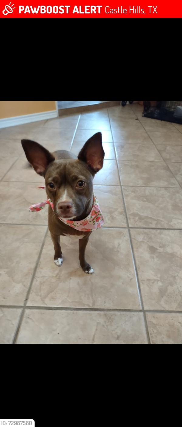 Lost Female Dog last seen Blanco and Jackson keller rd, Castle Hills, TX 78213