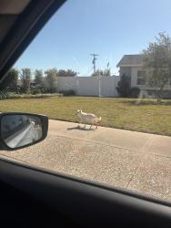 Found/Stray Male Dog last seen Meigs and Aurora, Santa Barbara, CA 93109