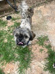 Reunited Male Dog last seen Se14th place , Del City, OK 73115