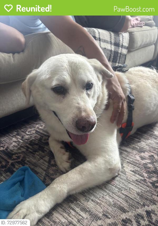 Reunited Male Dog last seen Near Harvest Glen Dr, Plano, TX 75023, USA, Plano, TX 75023