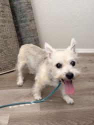 Reunited Male Dog last seen W Windsor Dr, Denton, TX, USA, Denton, TX 76201