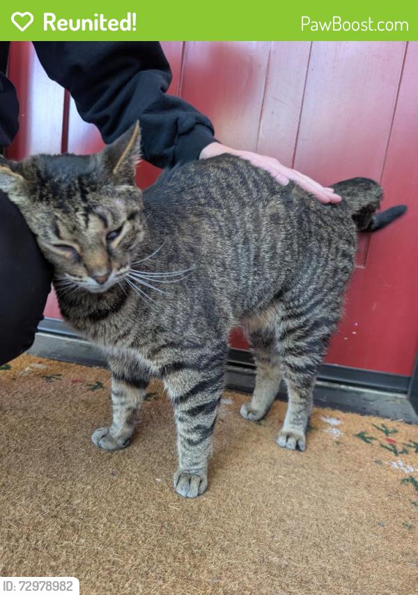 Reunited Unknown Cat last seen NW 67th St & 24th St NW, Seattle, WA 98117