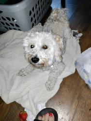 Lost Male Dog last seen Lowry and 6th street  Lowry and lyndale area, Minneapolis, MN 55411