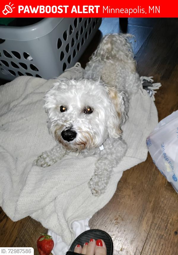 Lost Male Dog last seen Lowry and 6th street  Lowry and lyndale area, Minneapolis, MN 55411