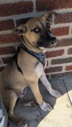 Found/Stray Male Dog last seen Cidercade, Houston, TX 77003