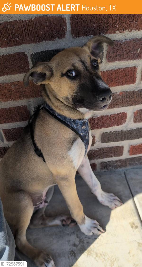 Found/Stray Male Dog last seen Cidercade, Houston, TX 77003
