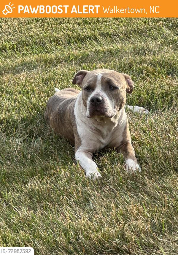 Found/Stray Unknown Dog last seen Wallasey rd and Wickenham, near Walkertown Little League , Walkertown, NC 27051