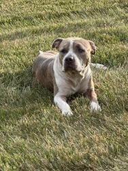 Found/Stray Unknown Dog last seen Wallasey rd and Wickenham, near Walkertown Little League , Walkertown, NC 27051