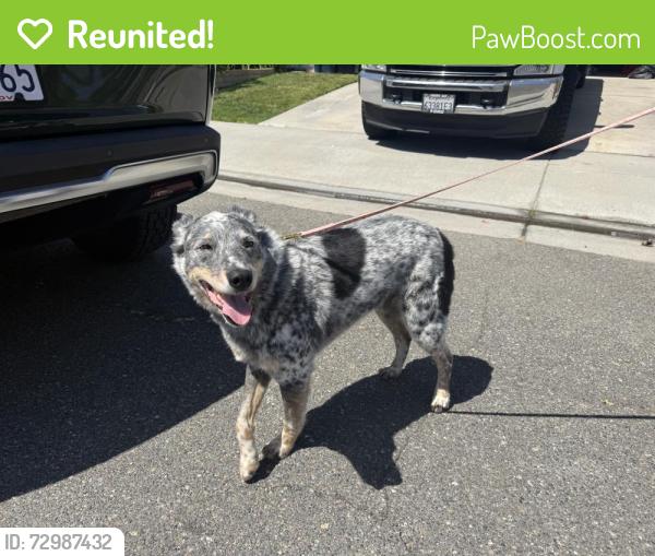 Reunited Male Dog last seen Gainsford Lane and Bankton Drive, Huntington Beach, CA 92649