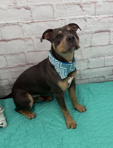 Shelter Stray Male Dog last seen Near BLOCK WESTMINSTER ST, DETROIT MI 48202, 7401 Chrysler Dr, Detroit, MI 48211, USA