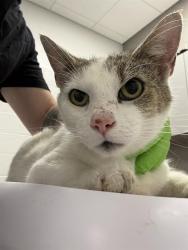 Shelter Stray Female Cat last seen Near , 2600 S Harding St, Indianapolis, IN 46221, USA