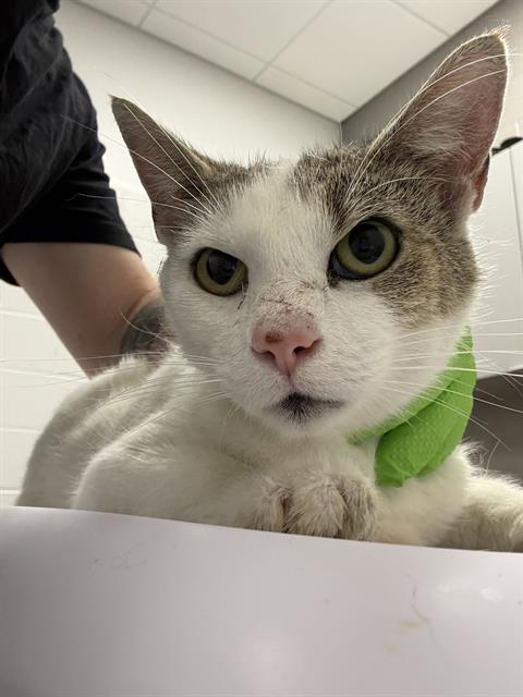 Shelter Stray Female Cat last seen Near , 2600 S Harding St, Indianapolis, IN 46221, USA