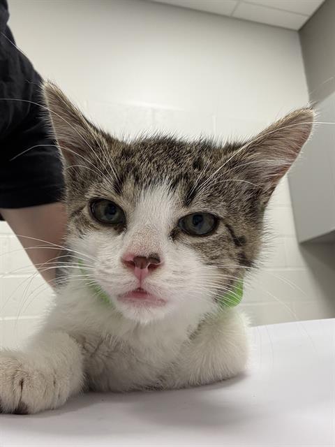 Shelter Stray Male Cat last seen Near , 2600 S Harding St, Indianapolis, IN 46221, USA