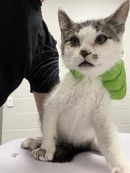 Shelter Stray Female Cat last seen Near , 2600 S Harding St, Indianapolis, IN 46221, USA
