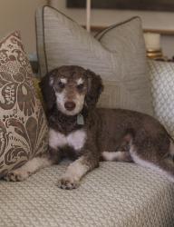 Reunited Male Dog last seen Sherwood drive and Roxbury road, Salt Lake City, UT 84108