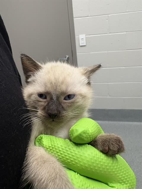 Shelter Stray Male Cat last seen Near , 2600 S Harding St, Indianapolis, IN 46221, USA