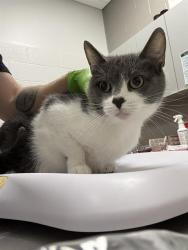 Shelter Stray Female Cat last seen Near , 2600 S Harding St, Indianapolis, IN 46221, USA