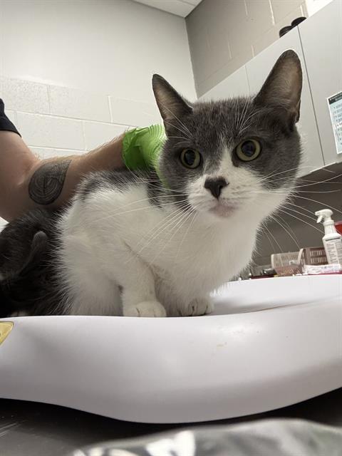 Shelter Stray Female Cat last seen Near , 2600 S Harding St, Indianapolis, IN 46221, USA