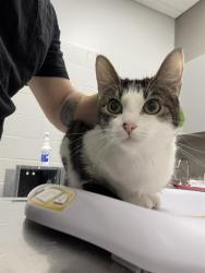 Shelter Stray Female Cat last seen Near , 2600 S Harding St, Indianapolis, IN 46221, USA