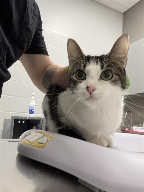 Shelter Stray Female Cat last seen Near , 2600 S Harding St, Indianapolis, IN 46221, USA
