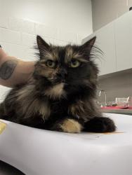Shelter Stray Female Cat last seen Near , 2600 S Harding St, Indianapolis, IN 46221, USA