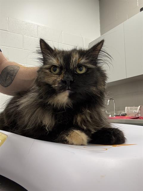 Shelter Stray Female Cat last seen Near , 2600 S Harding St, Indianapolis, IN 46221, USA