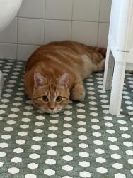 Reunited Unknown Cat last seen Alden Park apmts , Philadelphia, PA 19144