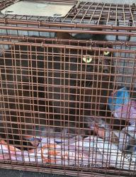 Shelter Stray Female Cat last seen Near BLOCK PARK FIELD, 4710 TX-151, San Antonio, TX 78227, USA