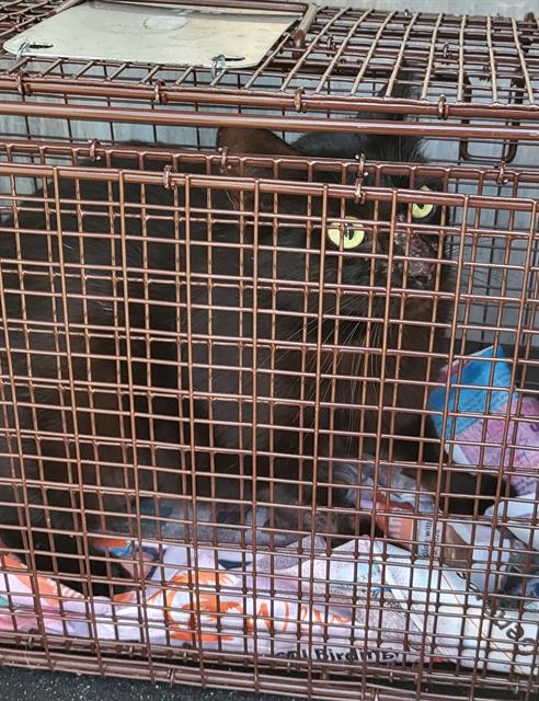 Shelter Stray Female Cat last seen Near BLOCK PARK FIELD, 4710 TX-151, San Antonio, TX 78227, USA