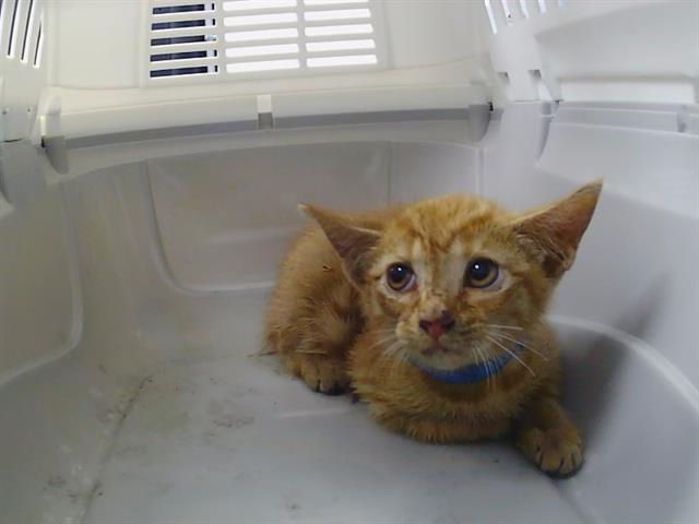 Shelter Stray Unknown Cat last seen CHARLOTTE, 8315 Byrum Dr, Charlotte, NC 28217, USA