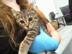 Shelter Stray Male Cat last seen CHARLOTTE, 8315 Byrum Dr, Charlotte, NC 28217, USA