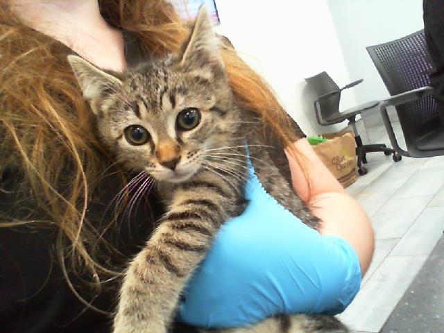Shelter Stray Male Cat last seen CHARLOTTE, 8315 Byrum Dr, Charlotte, NC 28217, USA
