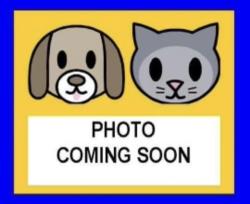 Shelter Stray Male Cat last seen Near BLOCK OF HERMINE, 4710 TX-151, San Antonio, TX 78227, USA