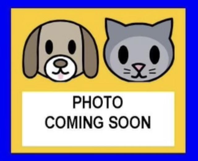 Shelter Stray Male Cat last seen Near BLOCK OF HERMINE, 4710 TX-151, San Antonio, TX 78227, USA
