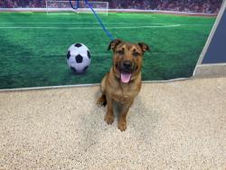 Shelter Stray Male Dog last seen Near BLOCK SW 39 AVE, 3599 NW 79th Ave, Doral, FL 33122, USA
