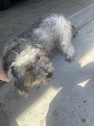 Found/Stray Unknown Dog last seen Alexander and paseo del lago, Tulare, CA 93274