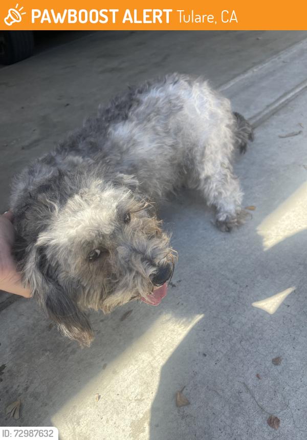 Found/Stray Unknown Dog last seen Alexander and paseo del lago, Tulare, CA 93274