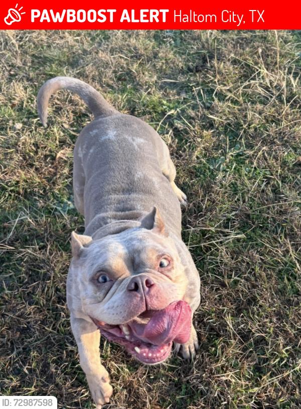 Lost Female Dog last seen Near fossil creek blvd, Haltom City, TX 76137
