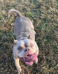Lost Female Dog last seen Near fossil creek blvd, Haltom City, TX 76137