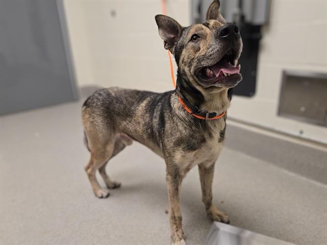 Shelter Stray Male Dog last seen H ST, 11232 B Ave, Auburn, CA 95603, USA