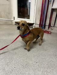 Shelter Stray Male Dog last seen Near BLOCK MAGNOLIA AVE, RIVERSIDE CA 92503, 6851 Van Buren Boulevard, Jurupa Valley, CA 92509, USA