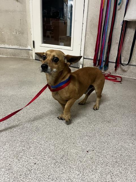 Shelter Stray Male Dog last seen Near BLOCK MAGNOLIA AVE, RIVERSIDE CA 92503, 6851 Van Buren Boulevard, Jurupa Valley, CA 92509, USA