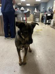 Shelter Stray Male Dog last seen Near BLOCK HOLMES AVE, JURUPA VALLEY CA 91752, 6851 Van Buren Boulevard, Jurupa Valley, CA 92509, USA
