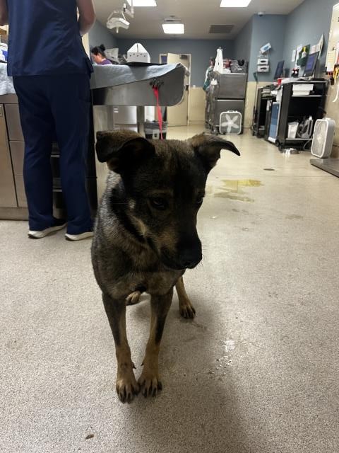 Shelter Stray Male Dog last seen Near BLOCK HOLMES AVE, JURUPA VALLEY CA 91752, 6851 Van Buren Boulevard, Jurupa Valley, CA 92509, USA