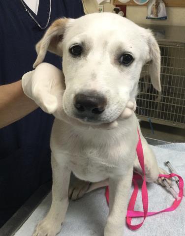 Shelter Stray Male Dog last seen Near BLOCK CONFLUENCE DR, JURUPA VALLEY CA 91752, 6851 Van Buren Boulevard, Jurupa Valley, CA 92509, USA