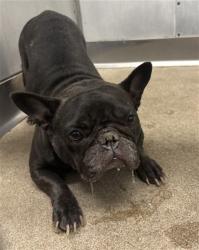 Shelter Stray Female Dog last seen Near BLOCK PALM AVE, 333 Chandler Pl, San Bernardino, CA 92408, USA