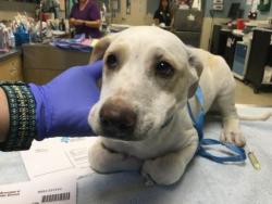 Shelter Stray Female Dog last seen Near BLOCK CONFLUENCE DR, JURUPA VALLEY CA 91752, 6851 Van Buren Boulevard, Jurupa Valley, CA 92509, USA