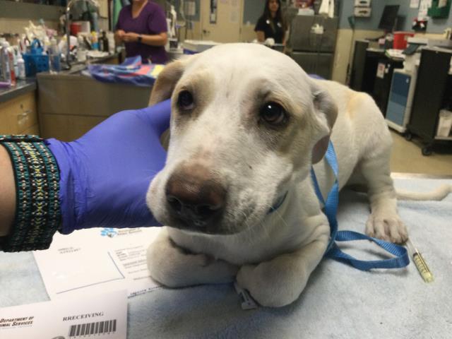 Shelter Stray Female Dog last seen Near BLOCK CONFLUENCE DR, JURUPA VALLEY CA 91752, 6851 Van Buren Boulevard, Jurupa Valley, CA 92509, USA