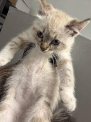 Shelter Stray Male Cat last seen LOCUST AND CERES, 333 Chandler Pl, San Bernardino, CA 92408, USA